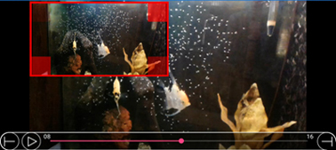 Video Player - Magnified